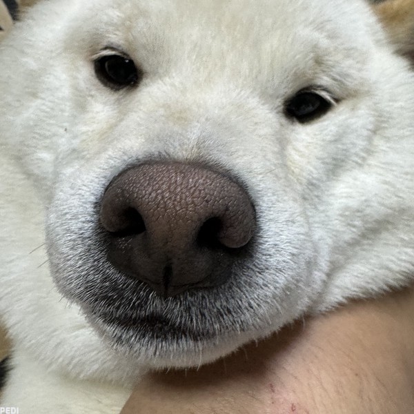シロタくん