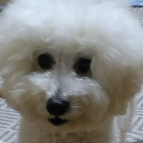 しろくん