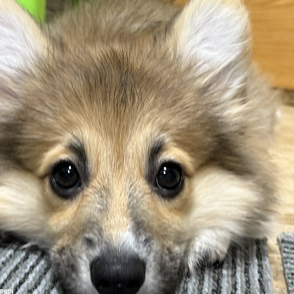 夢ちゃん