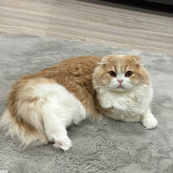 きなこくん