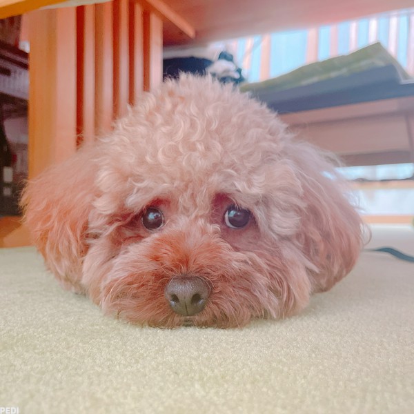 いつくん