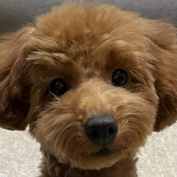 nonちゃん