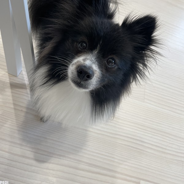 てんちゃん