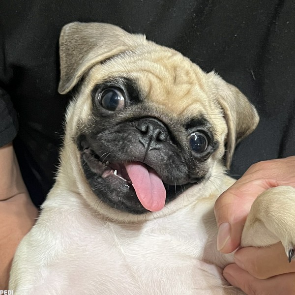 しおちゃん