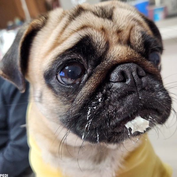 ぶりちゃん