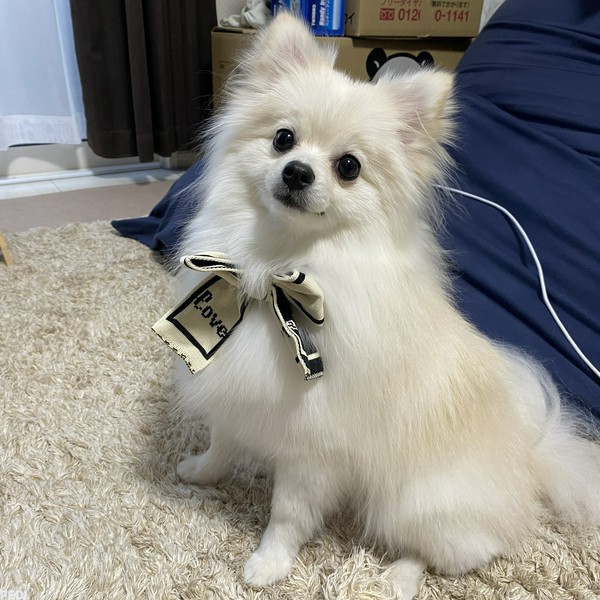 ぽぽちゃん