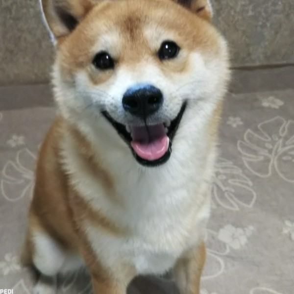 福くん