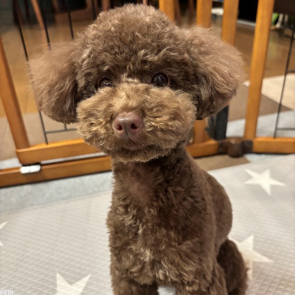 Buddyくん
