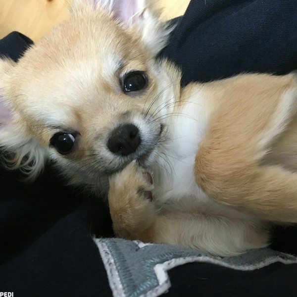 りんごちゃん