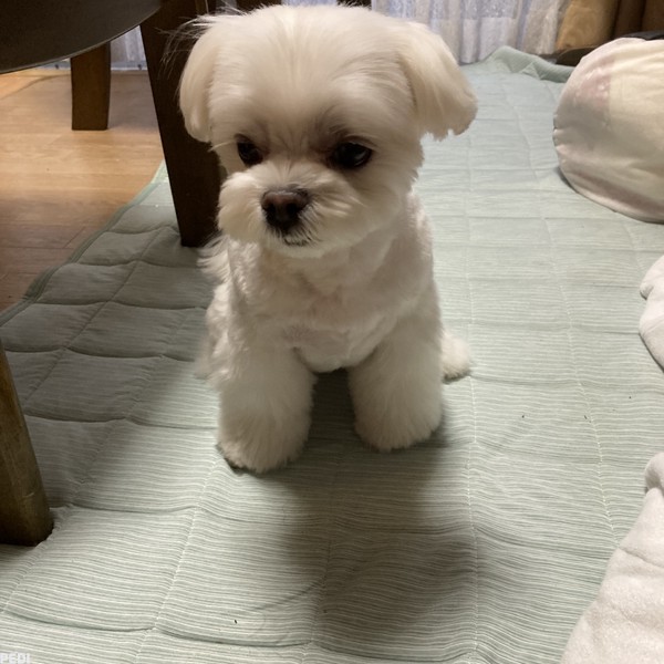 かんなちゃん
