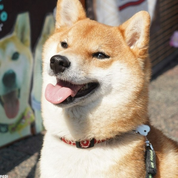 ベルちゃん