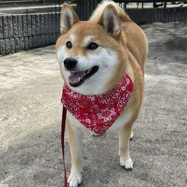 うめちゃん