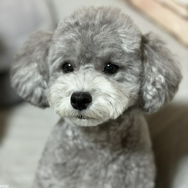ポップちゃん
