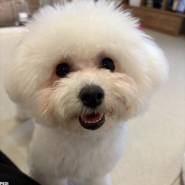 もふちゃん