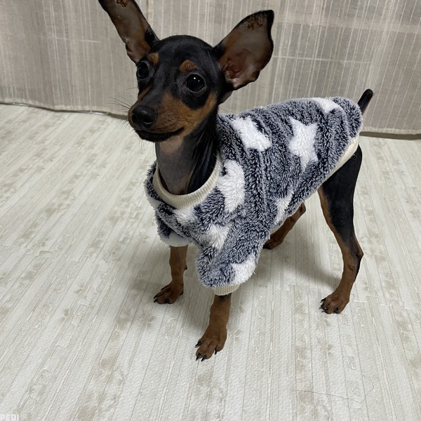 ノアくん