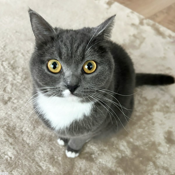 リリーちゃん