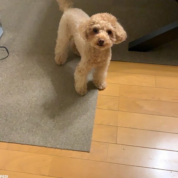 こゆきちゃん