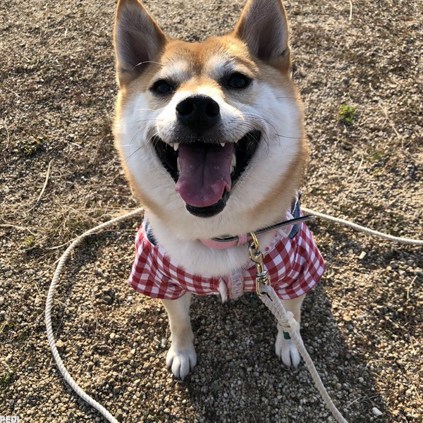 はなちゃん