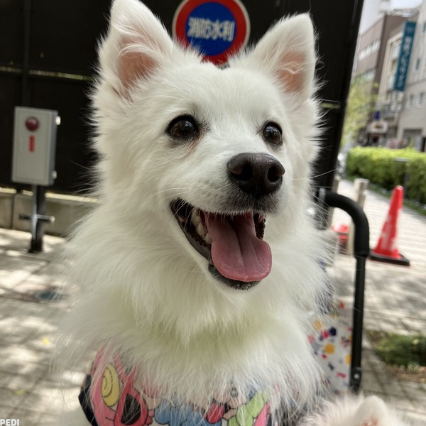 小糸ちゃん