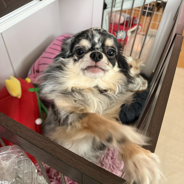 パルくん
