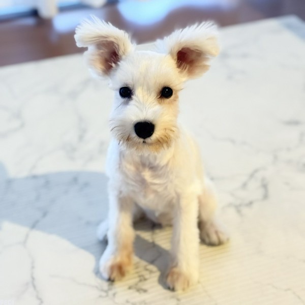 LENA (レナ)ちゃん