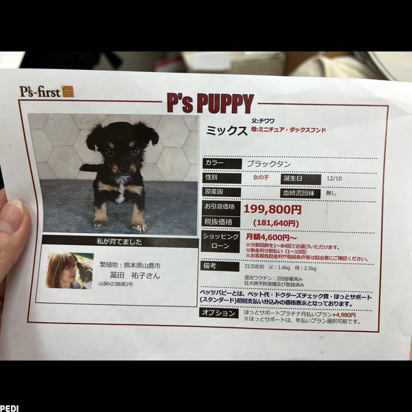 こてちちゃん