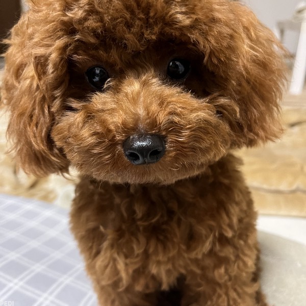 おいもくん