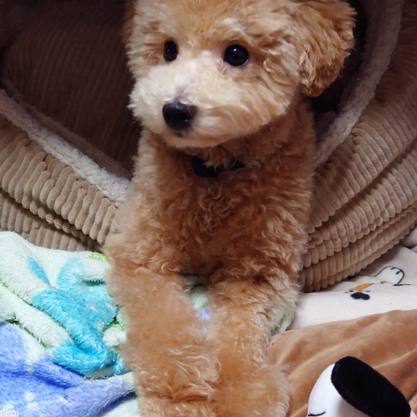 ちゃちゃ丸くん