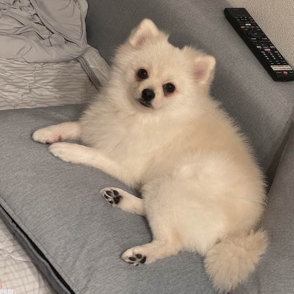 わたげちゃん