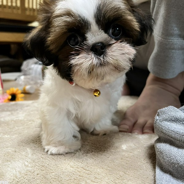 ヴィヴィちゃん