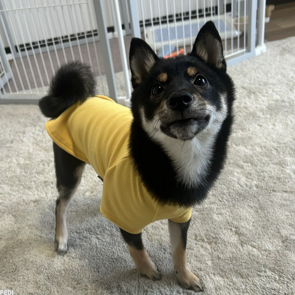 ノアくん