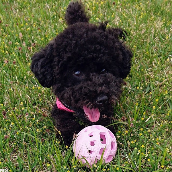 Lulu