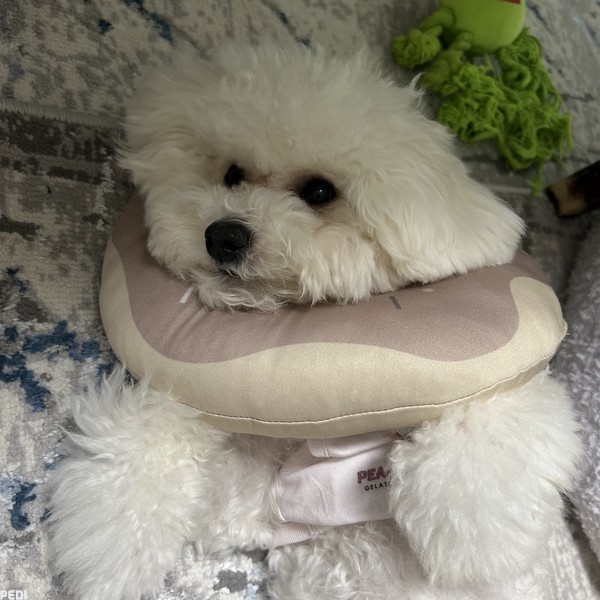 モモちゃん