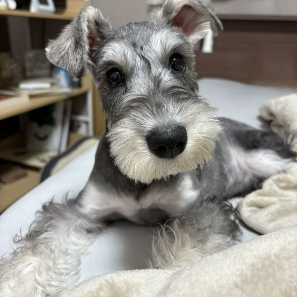 ラニくん