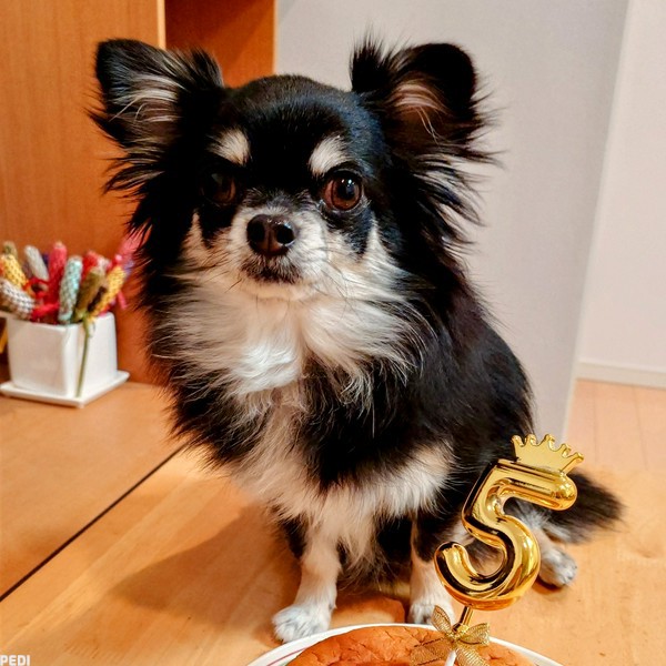 シンバくん | PEDI