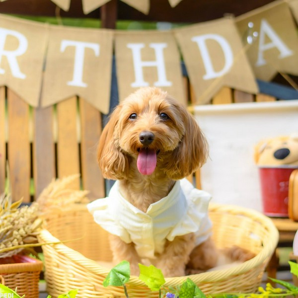 ショコラちゃん