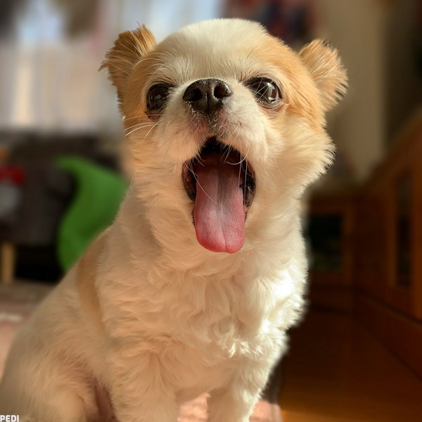 ミントくん