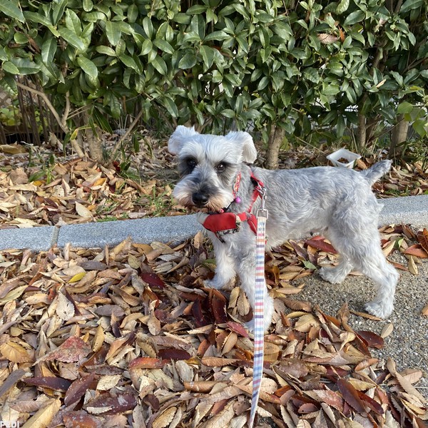 スイレンちゃん