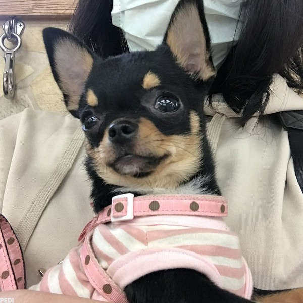 ひなちゃん