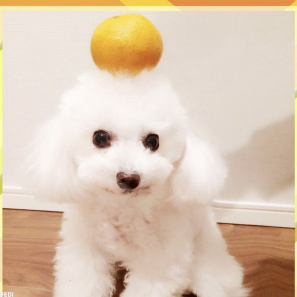 マリーちゃん