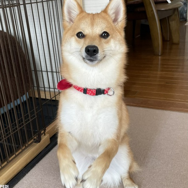 むぎちゃん