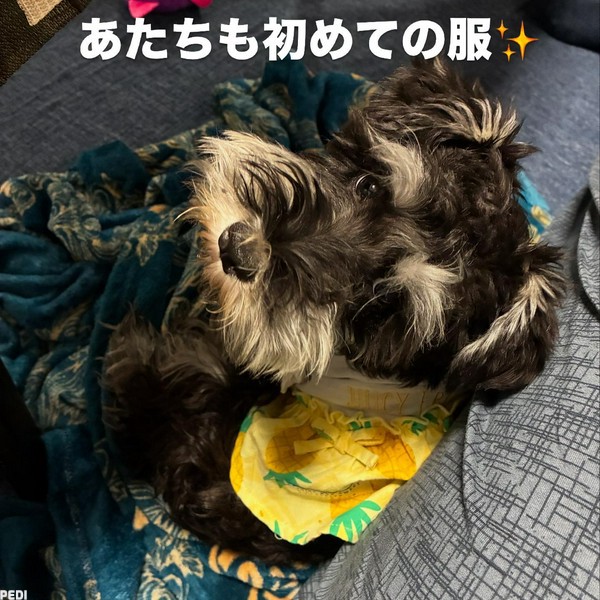 アグちゃん