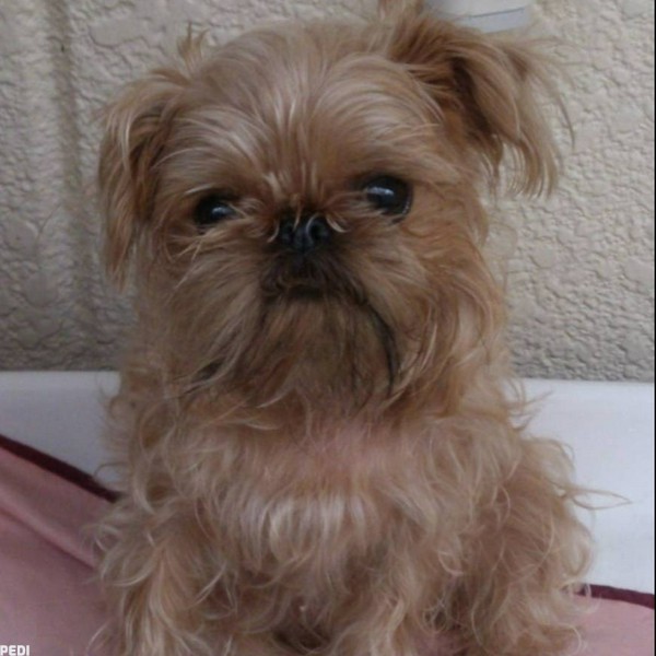 ディアナちゃん