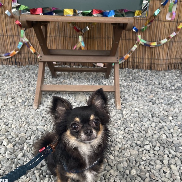 ノワちゃん