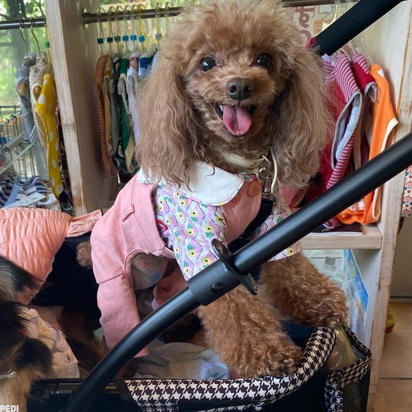 リリーちゃん