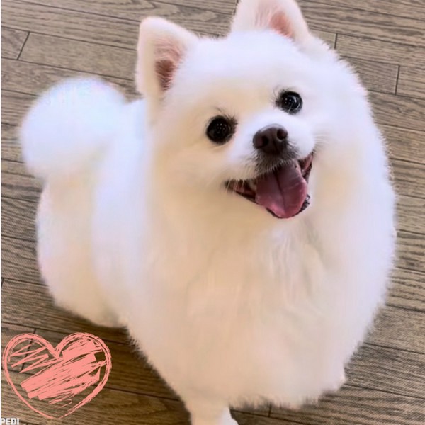 ポムくん