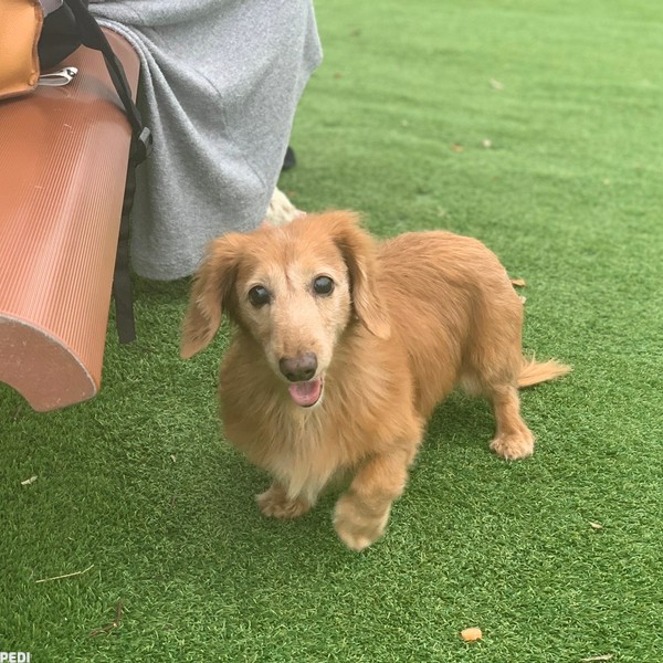 クローバーちゃん