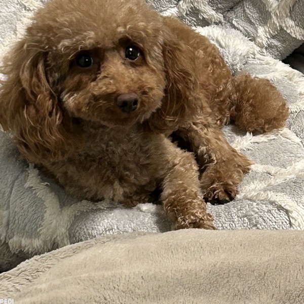 オリーブちゃん