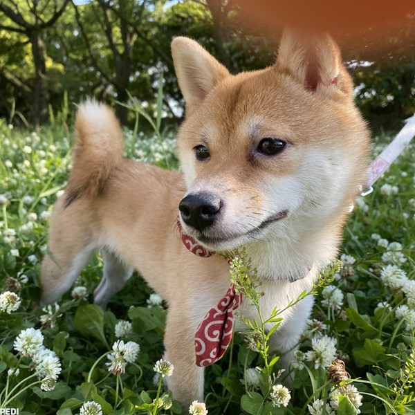 あんずちゃん