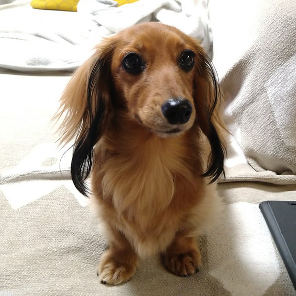 あずきちゃん